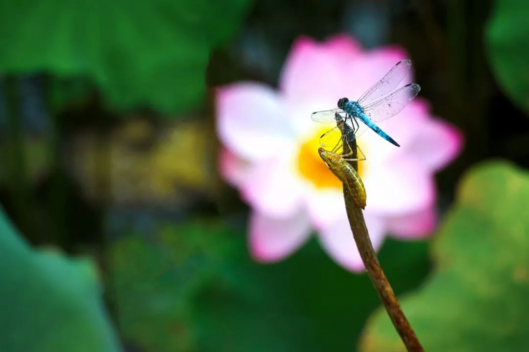 夏日荷花开,湖面清香来