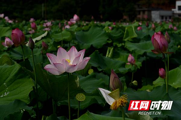 "荷"你有约 中国·湘潭花石第五届湘莲文化艺术旅游节开幕