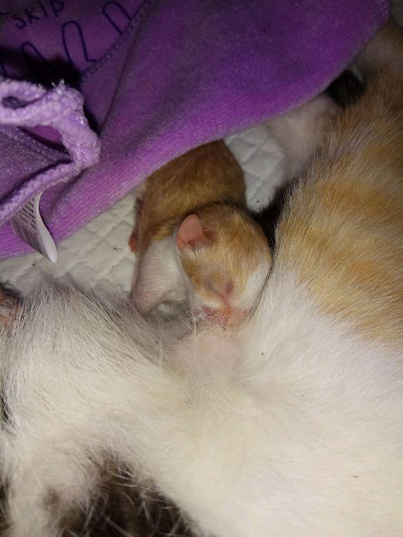 怀孕的母猫面临截肢手术,坚持先生下三只小奶猫,感叹