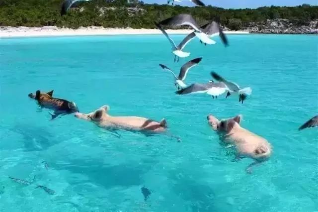 你见过猪在海里游泳吗?见过沙滩的颜色是粉色的吗?