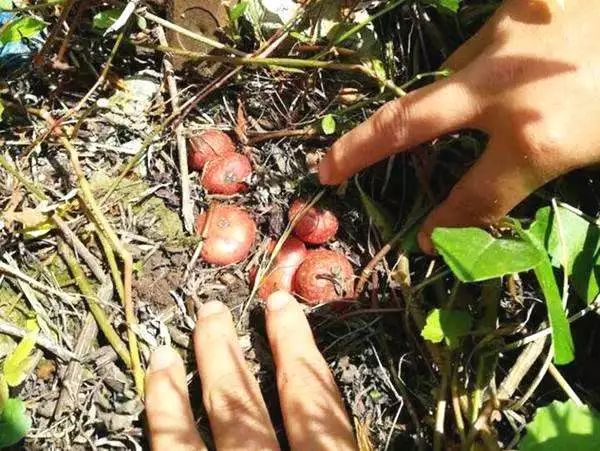 野地瓜是有着很长藤蔓的野生植物 茎叶肥厚有白色的乳汁 是喂农家猪