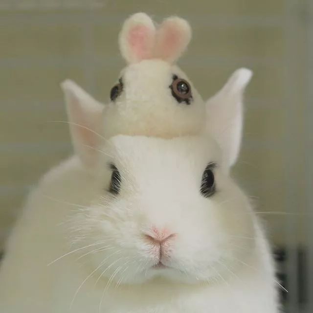 日本网友家这两只相亲相爱的兔子,看着就让人心情大好!
