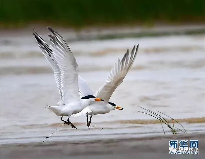 6月2日,两只黑嘴端凤头燕鸥在福建省闽江口湿地沙洲嬉戏