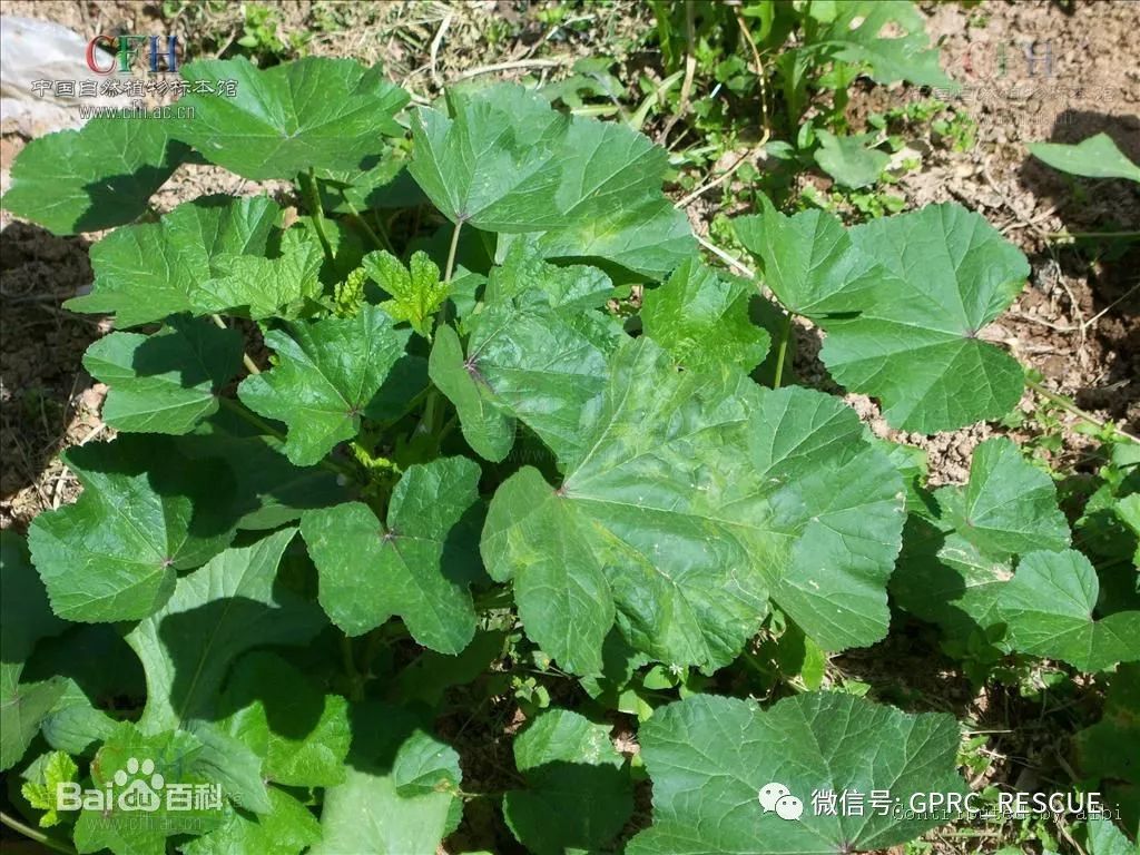 【户外知识】中国常见野菜及其食用-(109)冬寒菜