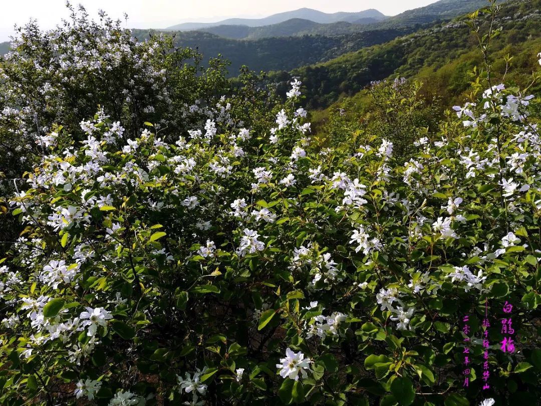 龙柏人口_龙柏盆景(2)