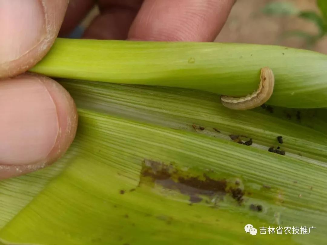 吉林省二代粘虫发生趋势预报