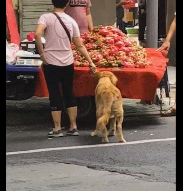 大妈忘带狗绳了于是就揪着金毛的耳朵遛狗狗都怪耳朵太长