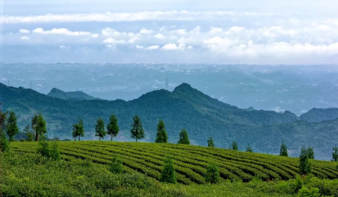 天宫山茶海