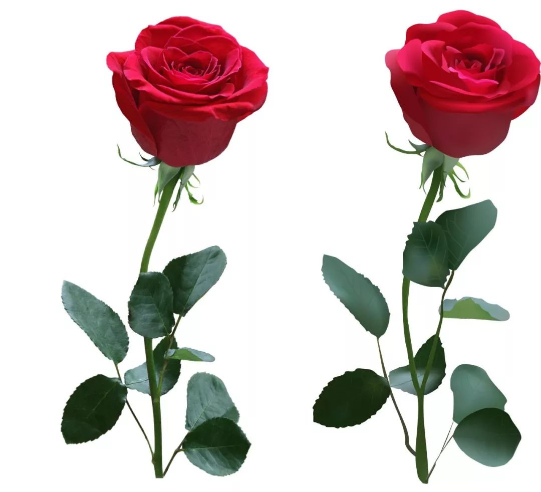 鲜艳的玫瑰花图片手机壁纸_蓝天下的玫瑰花手机壁纸_三千图片网