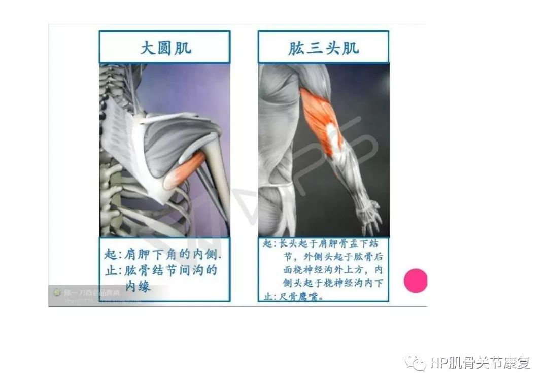 【功能解剖】骨骼肌解剖图