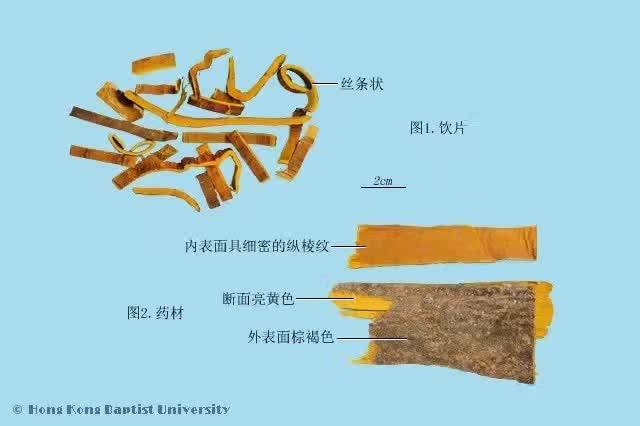 每天最少学一味中药—黄柏!