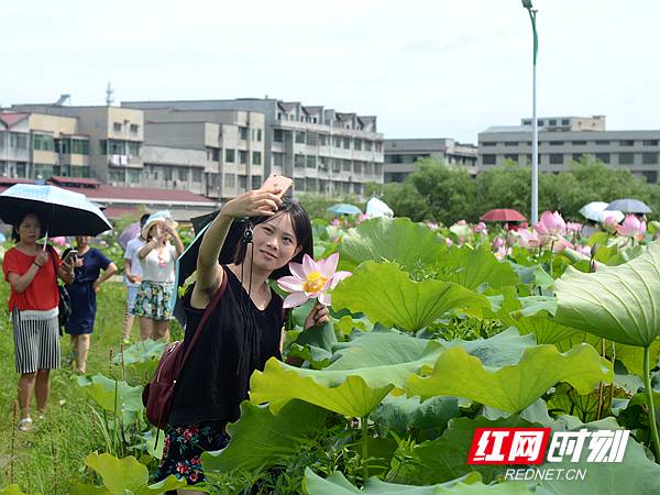 "荷"你有约 中国·湘潭花石第五届湘莲文化艺术旅游节开幕