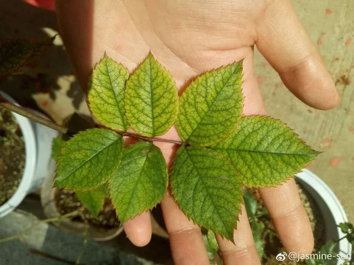 天狼说月季|盆栽植物总缺素?家中要常备「钙镁铁」肥