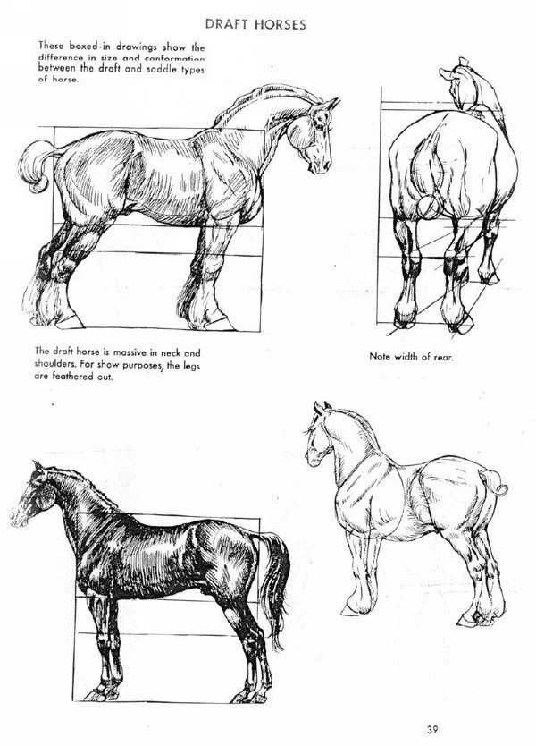 刘继卣画马技法与马的结构素描