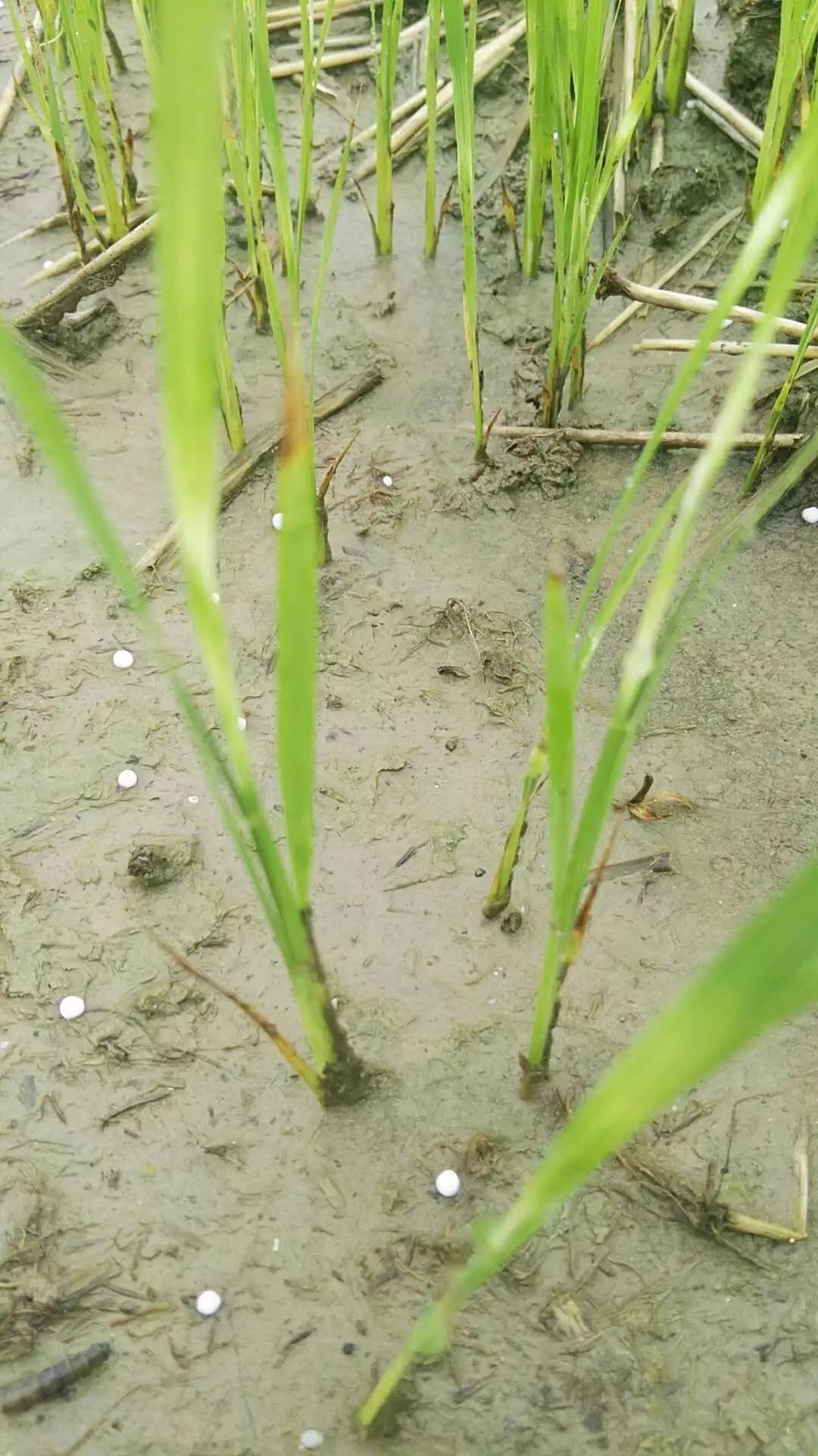 天气多变稻田除草药害风险大增