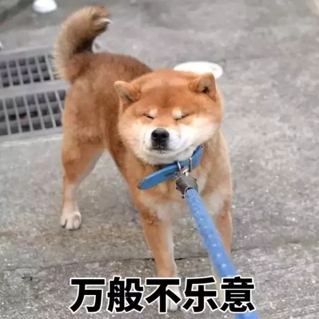 日本三只卡洞柴犬爆红成为新景点!网友直呼太可爱啦