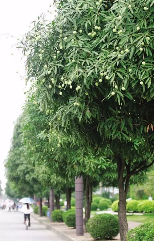 听说南宁种有1万棵扁桃树去!