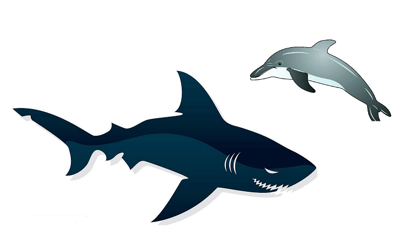 一群海豚遇到大白鲨,双方是这样的