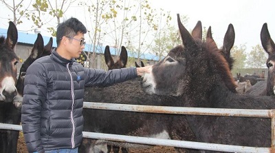 老总变驴_驴小弟变石头绘本(2)