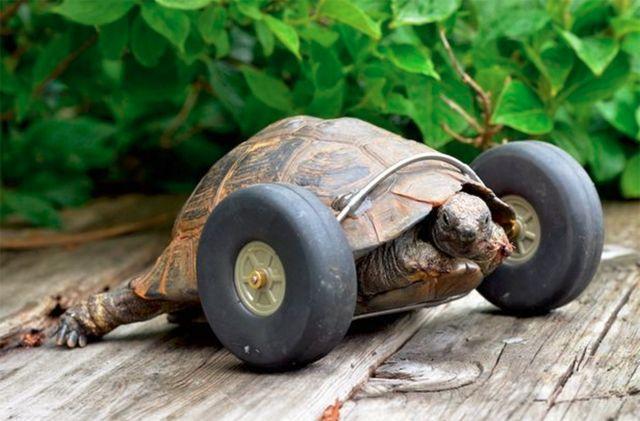 最励志的乌龟,前腿被车压断,练习轮子走路,每天能逛500米