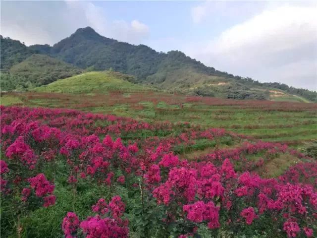 狮岭附近这个山谷美若仙境数百亩紫薇花绽放还免费对外开放