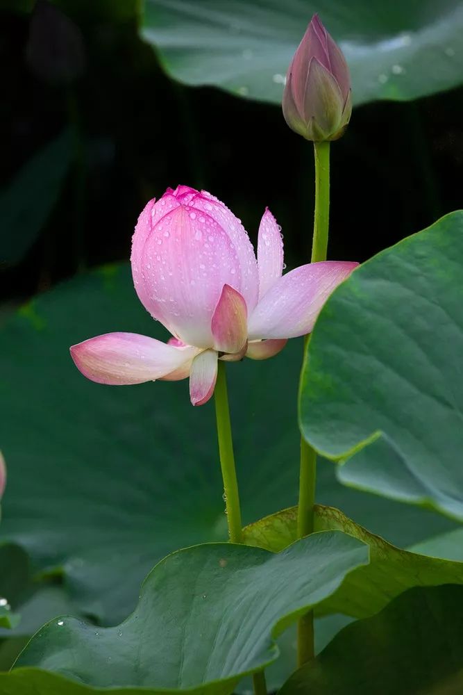 千古年来,文人对莲花太过喜爱,称呼它"水芙蓉"芙蕖"菡萏"