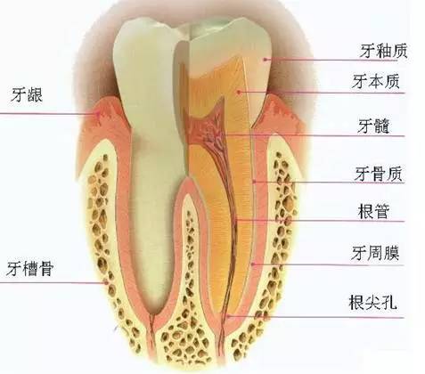 牙齿有牙虫怎么办