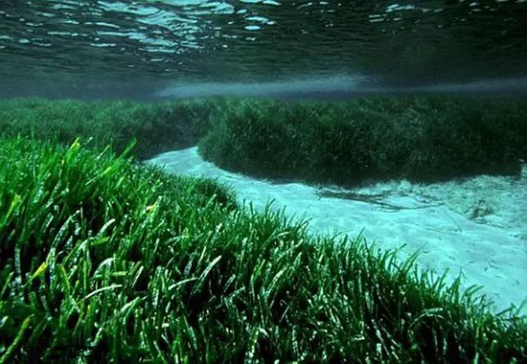 海草海草简谱_海草舞简谱