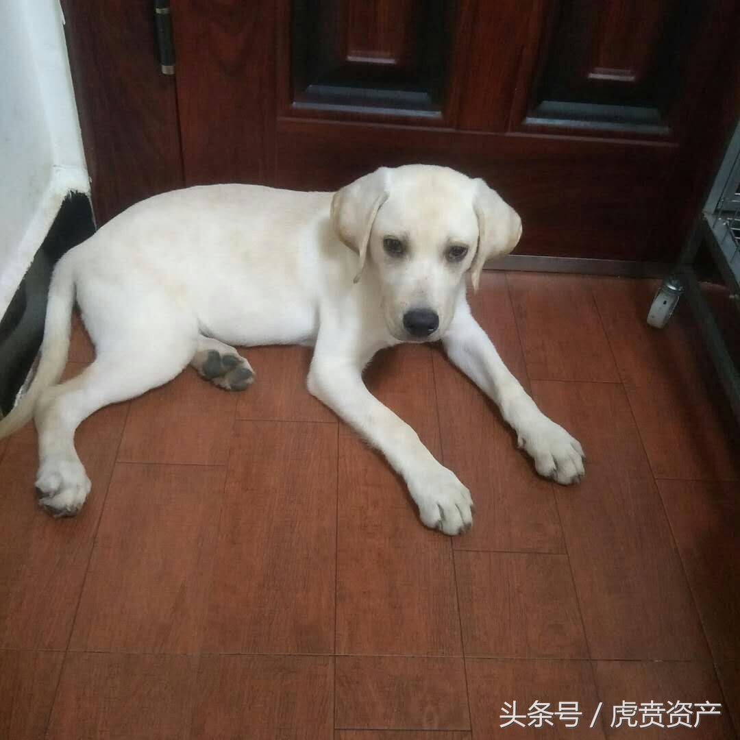 三个月大的拉布拉多犬终于找到了新家!