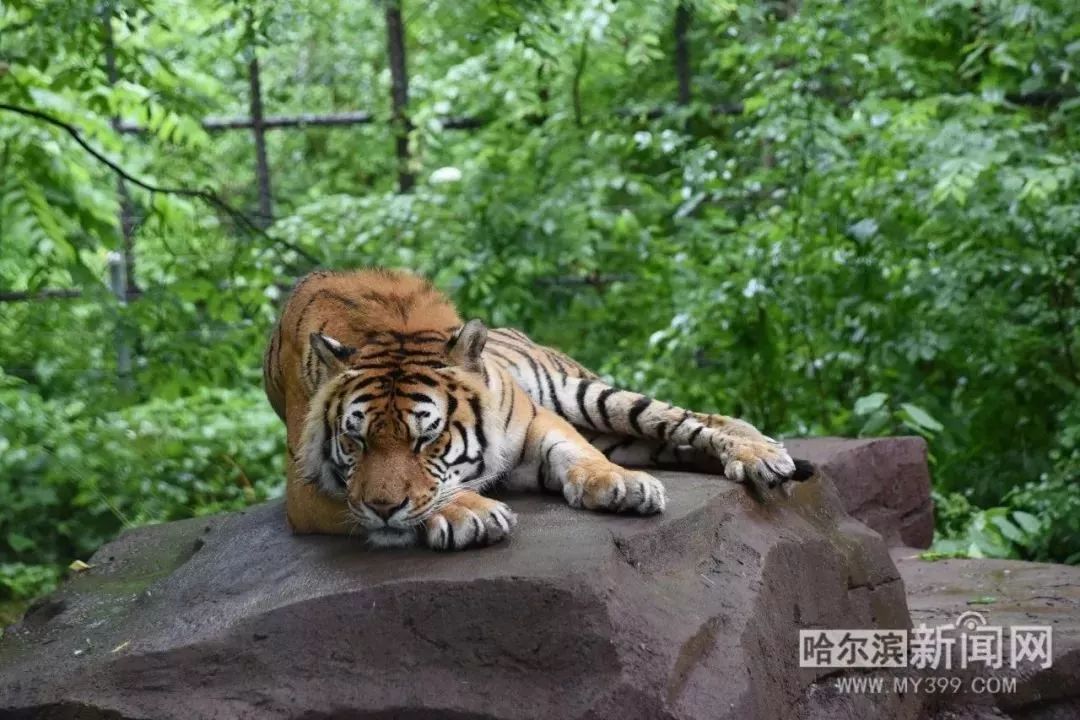 东北虎雨中淡定睡觉