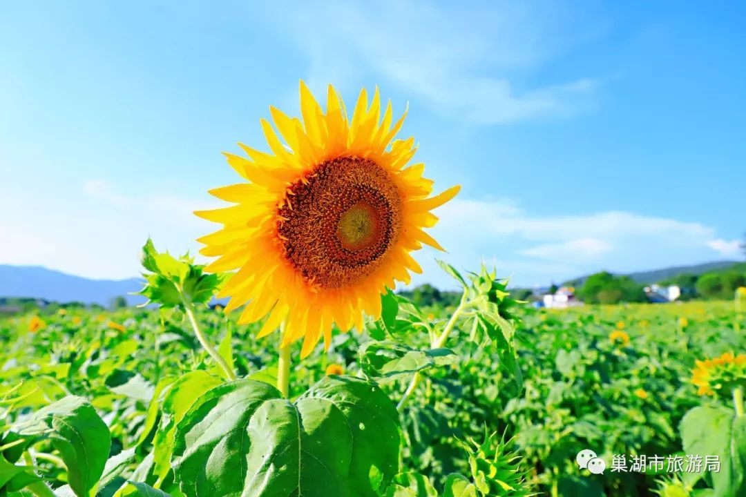 三瓜公社的向日葵花开啦!