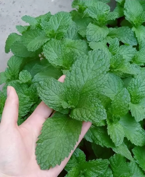 薄荷的主要成分是薄荷酮,气味比较清淡;留兰香有香芹酮和苎烯,气 