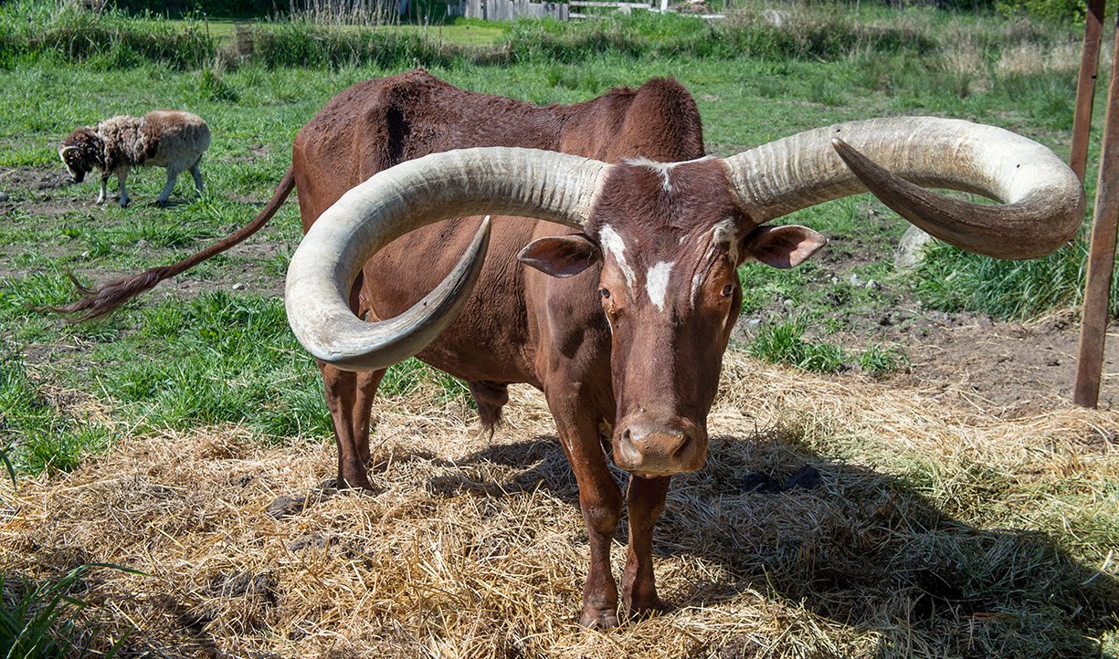 这头牛拥有世界上最大牛角,还常被其它牛欺负,你有