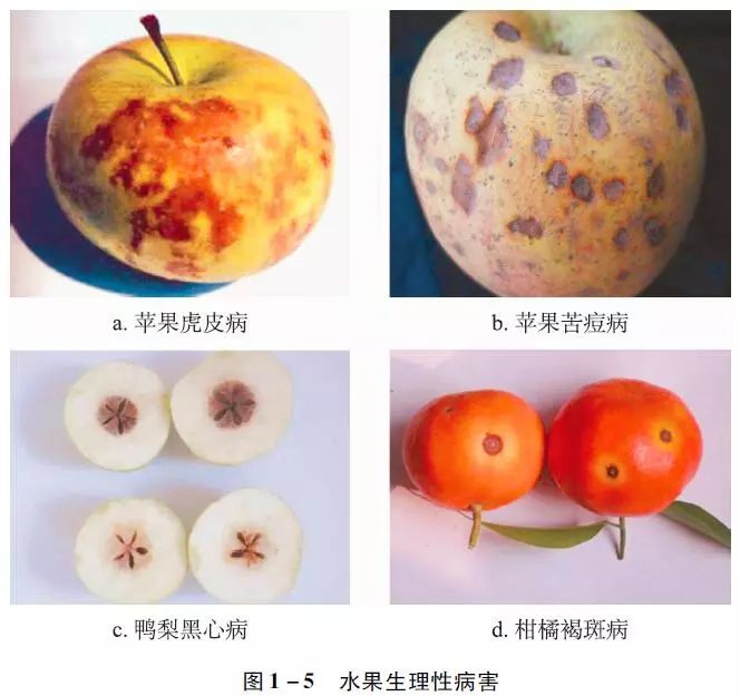 三是贮运温度,湿度,气体等条件不适宜,如苹果的"虎皮病"(图1-5a)与"苦