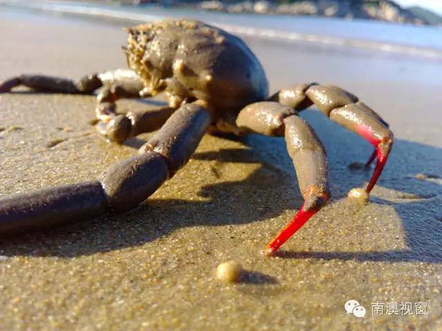 南澳海中有一种蟹名叫红指甲传说是苏六娘死后变的