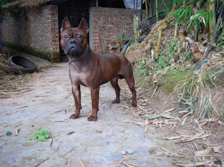 川东猎犬青川猎犬分布与我国的四川地带,它是天生的山地猎犬,当地人叫