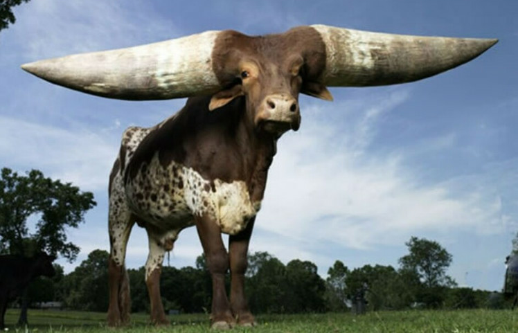 这头牛拥有世界上最大牛角,还经常被其它牛欺负,你有