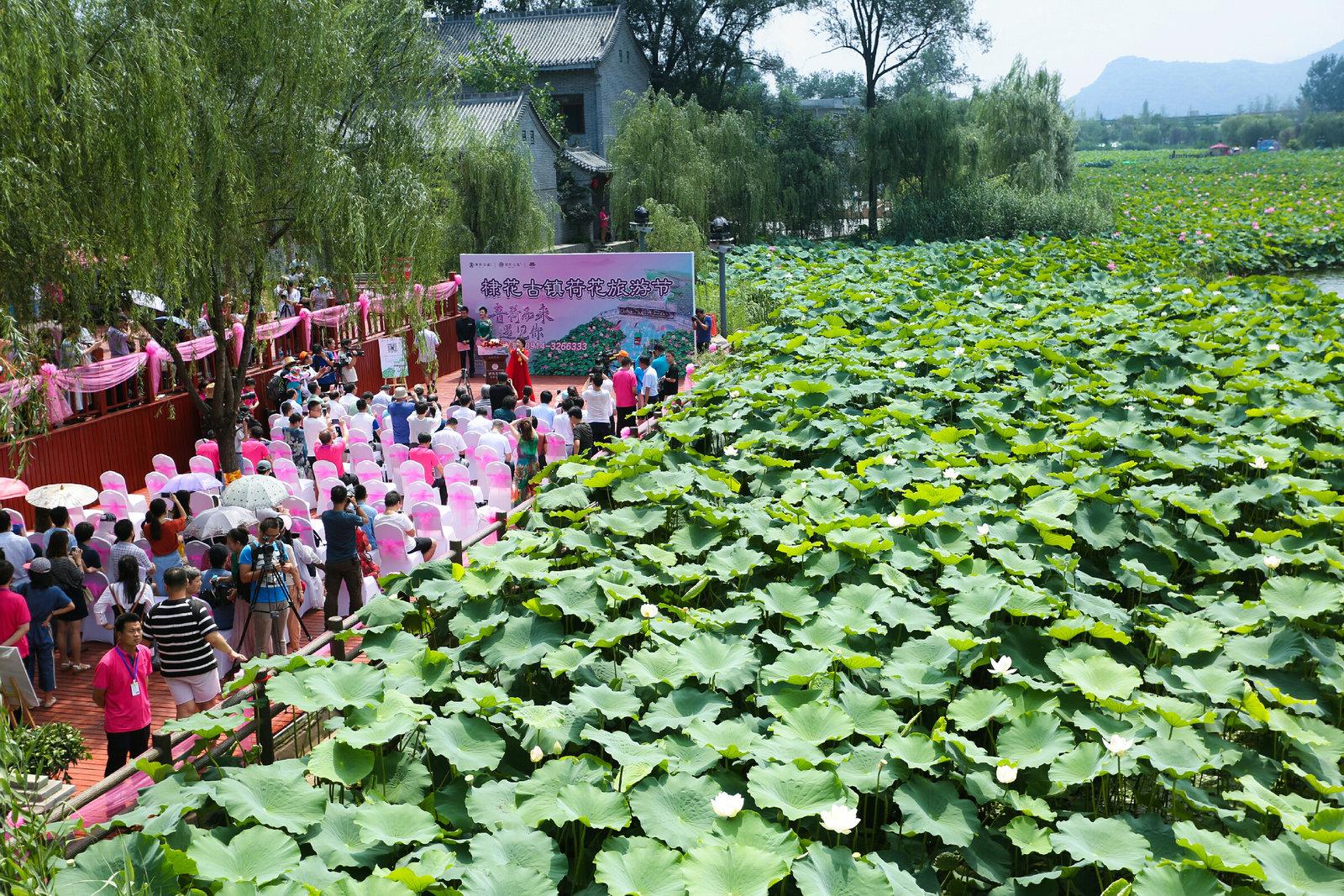 "音荷而来·遇见你"棣花古镇荷花旅游节启幕