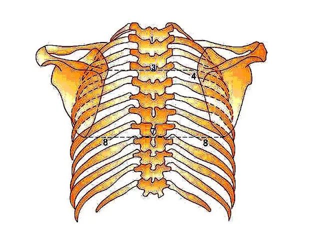 脊椎快速定位法,收藏好文!