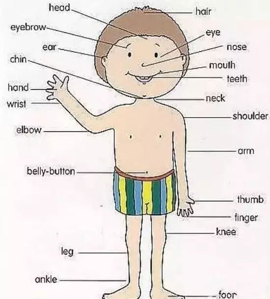 人体各个部位的英文名称