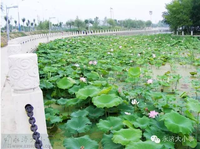 平陆大天鹅湿地公园河津地址:河津黄村渔场生态园绛县地址:绛县横水镇