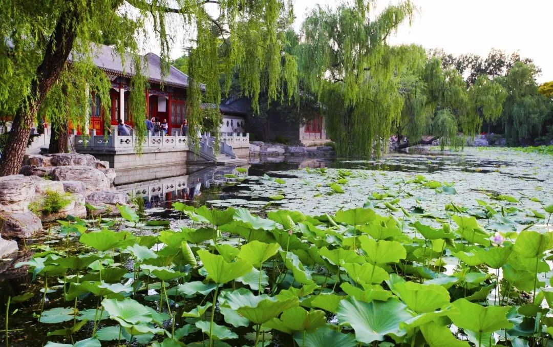 水木清华的荷花池是清华园水系两湖一河之一 清华大学校史馆 每周二