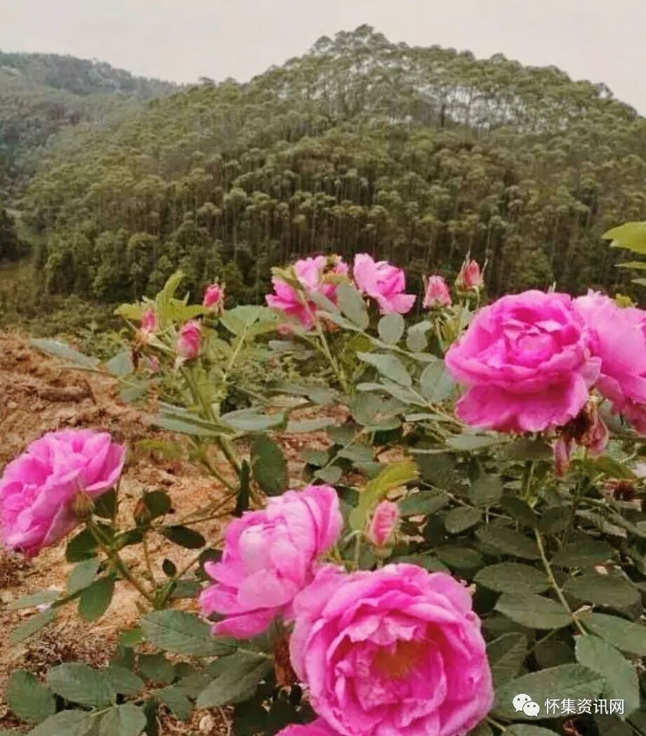 植姓人口_衣姓有多少人口 衣姓起源与分布(2)