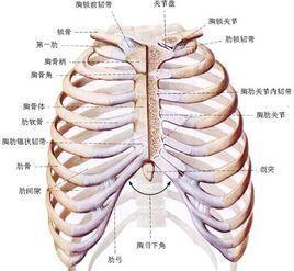 胸廓和肋间隙