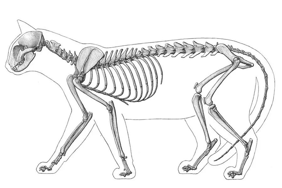 猫的骨架剖析