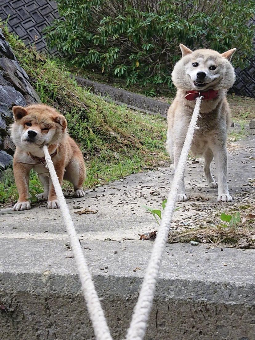 什么家什么犬成语_成语故事图片(3)