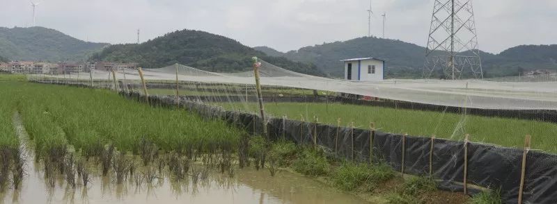 鄂东首家"巨型稻"生态立体种养示范基地落户武穴