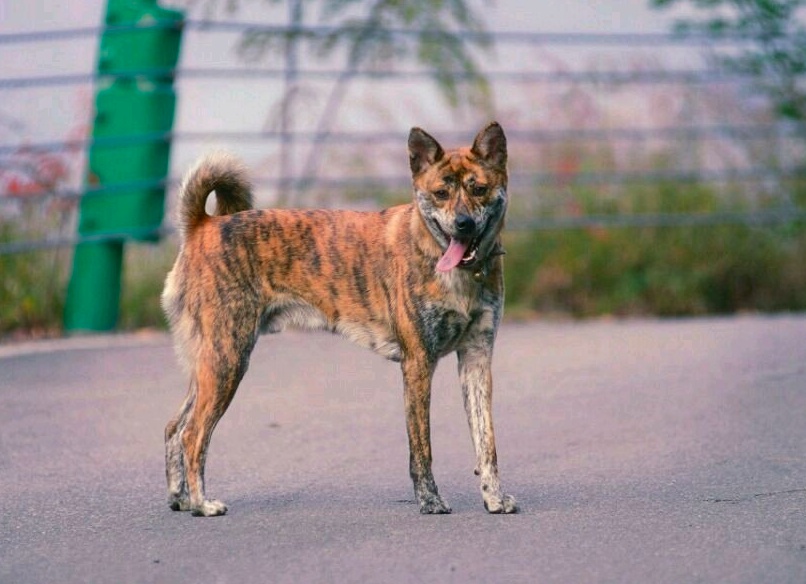 中华四大稀有猎犬个个都是打猎好狗第一种不比杜高犬差