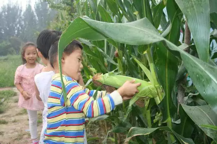 玉米是秋天成熟的粮食 小时候喜欢拿玉米当零食吃 但是一定要抓紧玉米