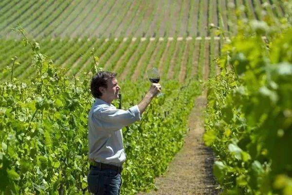 2018年份智利葡萄酒报告:产量正常,品质优异